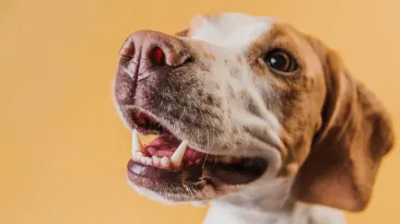 Medic veterinar, acuzat că a ucis 662 de câini: Le punea diagnostice care nu erau susținute cu acte și îi eutanasia
