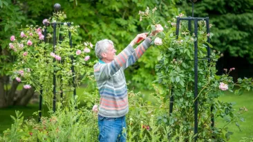 Micul truc pe care trebuie să-l faci în luna februarie pentru a avea niște trandafiri superbi în primăvară
