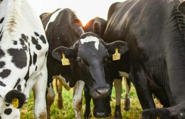 Nemții introduc "bășinmetrul": Ministrul Mediului vrea să știe exact cât metan emană fiecare vacă din Germania
