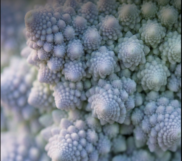 O formă de conștiință extraordinară ar putea exista deja chiar aici, pe Pământ, sub forme pe care nu le recunoaștem