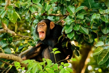 Originea umorului provine de la maimuțe, spun cercetatorii. Cele mai "comediante" dintre ele sunt și cele care practică orgiile sexuale