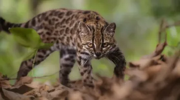 Pentru prima dată în 100 de ani a fost identificată o nouă specie de pisică: Se numește Tigrino și este singurul membru cunoscut din specia ei
