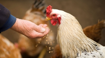 Risc major pentru întreg lanțul alimentar: Sute de mii de păsări au fost omorâte din cauza furajelor cancerigene din Ucraina