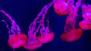 S-a întors prima mare civilizație extraterestră: NASA a trimis 2500 de meduze în spațiu și au revenit 60.000
