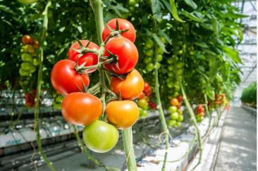 Taxe pentru sere, solarii, răsadnițe, silozuri și depozite de cereale. „Vom plăti un impozit enorm pe un teren arabil, doar pentru că este acoperit de o folie"
