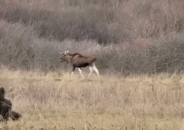 Un animal misterios a fost văzut în pădurile României: autoritățile încearcă să găsească o explicație

