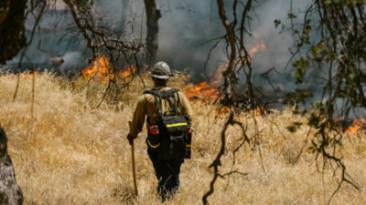 Un bucureștean a intrat în depresie din cauza alergiei și a dat foc unui câmp cu ambrozie. Acum a fost arestat și riscă să facă închisoare

