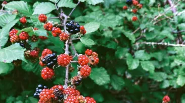Un compus natural din struguri și fructe de pădure ar putea ajuta mușchii să ardă grăsimile