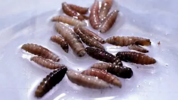 Un nou pericol biologic. Viermele carnivor ajunge în SUA, un caz fiind depistat în Texas
