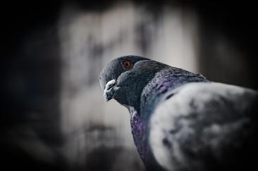 Un porumbel a provocat un incendiu puternic de vegetație în Franța. Peste 2,5 hectare au fost mistuite de flăcări: „Este extrem de rar"
