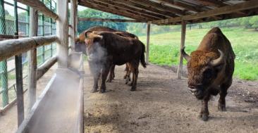 Zimbru de peste 800 de kilograme, găsit decapitat la Măgura Ilvei. Ce suspiciuni au autoritățile
