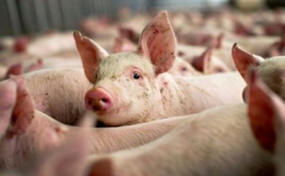 Liber la lăcuste! Țăranii nu vor mai avea voie să aibă câți porci vor în propria gospodărie! Guvernul vrea să interzică masculii necastrați mai mari de 4 luni
