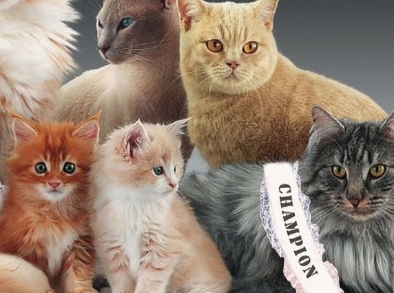 "Corabia pisicilor" de rasa ancoreaza la Mamaia. Expozitie felina de marca: 200 de exemplare