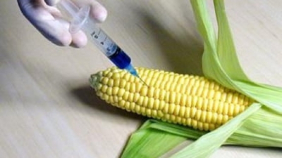 Daca am scapat de vaccinurile genice, UE dă drumul acum la importurile în masă de cereale modificate genetic pe fond de război!