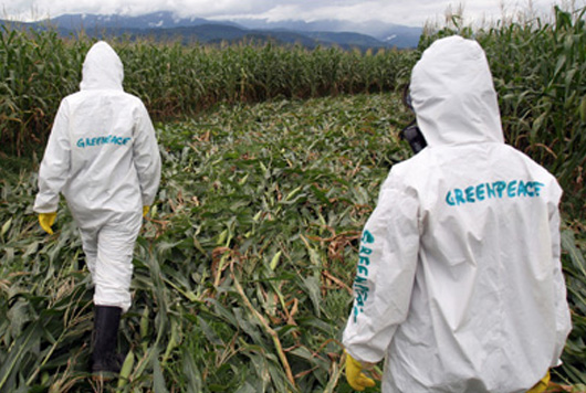 Greenpeace: SUA a făcut presiuni pentru ca UE să aprobe importurile de alimente modificate genetic