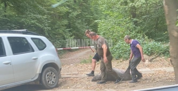 Mistreții au ajuns sa fie vânați in zonele populate ale Bucureștiului. Pădurea Băneasa a devenit un loc periculos cu animale salbatice agresive