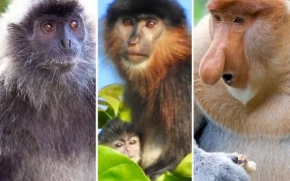 O maimuţă hibridă a fost descoperită în Borneo. Oamenii de ştiinţă: "Este tragic. Sper ca oamenii să înceapă să vorbească despre ea!"
