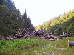 Schweighofer e principalul beneficiar al tăierilor ilegale de păduri, jumătate din productia României
