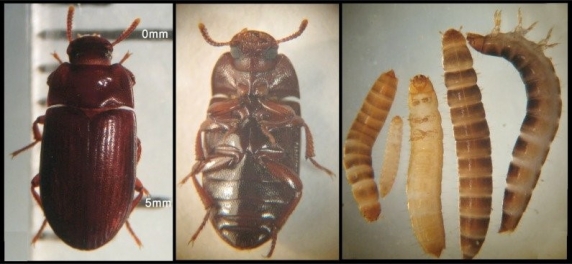 UE extinde lista insectelor autorizate ca hrană umană: larva gândacului de bălegar poate fi acum consumată