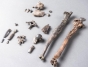 "Cutremur" în paleontologie după descoperirea unor fosile vechi de peste 11 milioane de ani: Strămoșii omului au trecut la mersul biped în Europa, nu în Africa