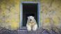 "House of Bears" - Ce nu se observă în această fotografie celebră: o poveste cât se poate de serioasă și profundă de pe o insulă rusească
