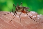 Încă şase persoane au murit, în ultima săptămână, din cauza infecţiei cu virusul West Nile