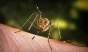 17 decese provocate de virusul West Nile