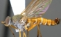 A fost descoperită o insectă care le dă fiori și cercetătorilor: Rinhatiana cracentis este supranumită și "musca cu toc"
