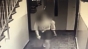 Agresorul sexual din scara blocului, reţinut 24 de ore
