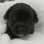 Ai voie să lași câinele liber în curte? Ce spune legea și ce obligații au stăpânii animalelor de companie