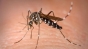 Alertă medicală în ţară din cauza virusului West Nile