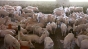 Alertă în fermele de porci din România, din cauza focarului de pestă porcină africană confirmat în Satu-Mare