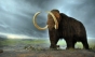Americanii susțin că au tehnologia de inginerie genetică necesară pentru a readuce la viaţă exemplare de mamut

