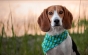Aproape 2 milioane de animale au fost ucise în Italia în laboratoare de cercetare. Câinii din rasa beagle sunt implicați în studii legate de rezistența cardiacă și implanturi dentare

