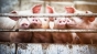 Cât costă un porc înainte de Crăciun. Producătorii cred că prețul e mic: „Oamenii sunt de bună credință, dar n-au bani"
