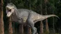 Cercetătorii încep să afle de ce uriașul dinozaur T.Rex avea membre nepotrivit de mici
