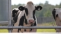 China a reușit să cloneze 3 vaci Holstein Friesian. Oamenii de știință plănuiesc să extindă proiectul
