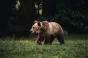 Cioban acuzat de braconaj după ce a omorât cu toporul un urs care îi atacase oile
