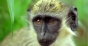 Contaminare confirmată: Dozele de vaccin anti-Covid conțin ADN de la maimuță verde!

