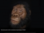 Descoperire arheologică excepțională în Etiopia: Un craniu extrem de bine conservat al unui hominid ce a trăit acum 3,8 milioane de ani
