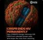 Descoperire epocală: Terapia CRISPR a izbutit sa elimine virusul HIV din celulele umane și impiedica revenirea bolii