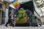 Doi politisti din Arad banuiti ca ar avea o plantatie de cannabis