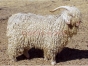 Doi români, arestaţi în Berlin, sub acuzaţia că au ucis şi transat o capră de Angora, într-o gradină zoologică