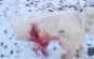 Dosare penale pentru schingiuire in doar trei luni de cand functioneaza Politia Animalelor