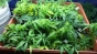 Două tone de cannabis, descoperite de procurorii DIICOT într-un sat din Mehedinţi