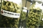 Florida aprobă folosirea marijuanei în scopuri medicale, iar California permite uzul recreațional
