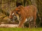 Groază la ZOO după ce un tigru a ucis un bărbat sub privirile vizitatorilor: „L-a târât, se vedea foarte mult sânge"
