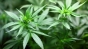 Inca o tara europeana a legalizat utilizarea medicala a cannabisului