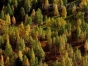 Incendiu puternic în Apuseni: Ard 75 de hectare de vegetaţie şi litieră