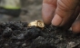 Inel de aur cu chipul lui Iisus Hristos, pierdut de o femeie misterioasă, găsit după aproape 500 de ani

